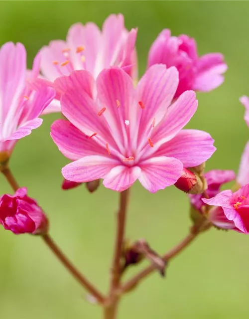 Lewisia cotyledon, pink