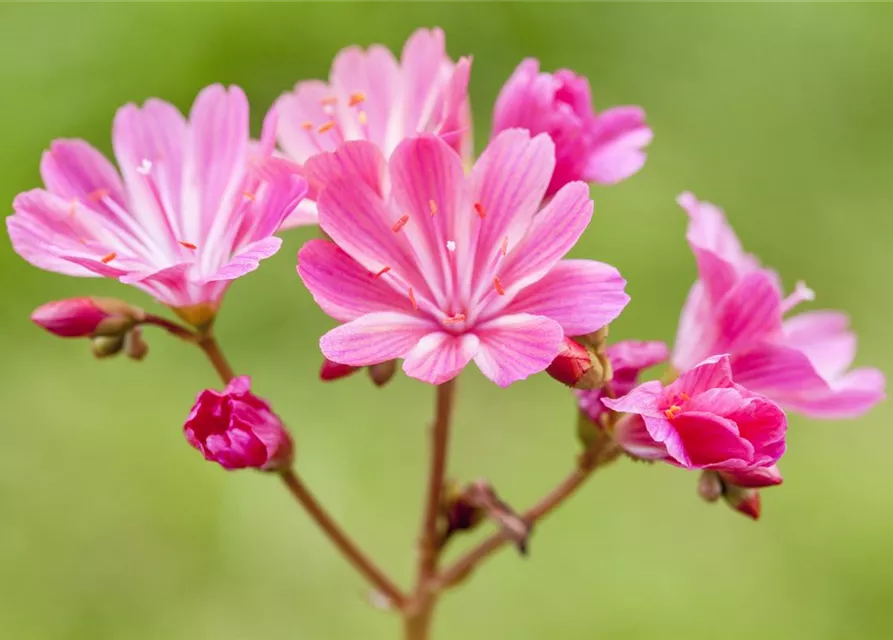 Lewisia cotyledon, pink