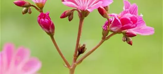 Lewisia cotyledon, pink