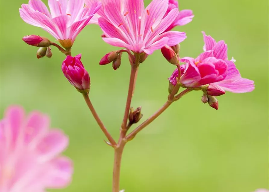 Lewisia cotyledon, pink