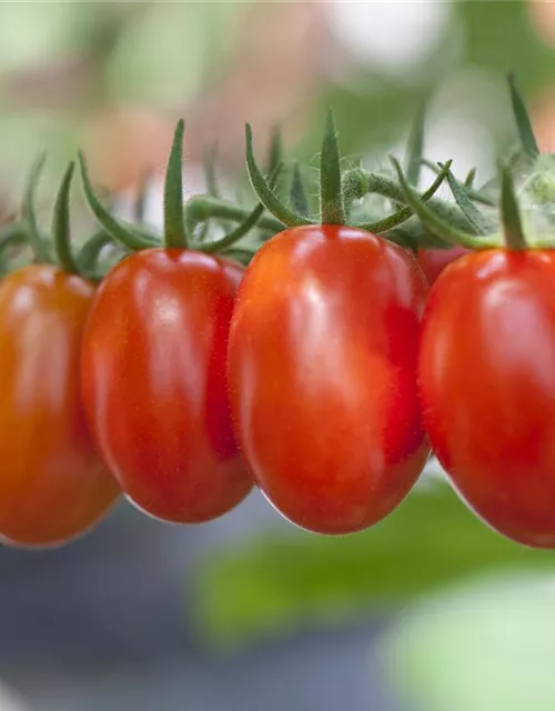 Pflaumen-Cherry-Tomate 'Dasher' (Mirado Red)