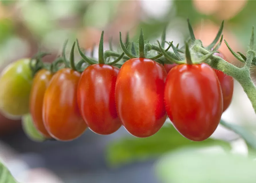 Pflaumen-Cherry-Tomate 'Dasher' (Mirado Red)