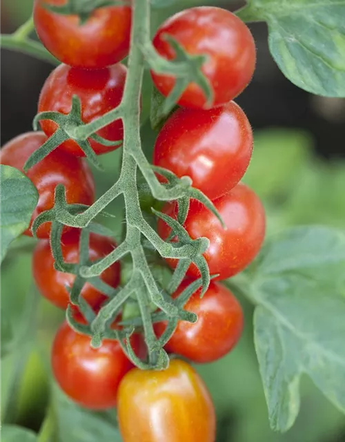 Pflaumen-Cherry-Tomate 'Dasher' (Mirado Red)