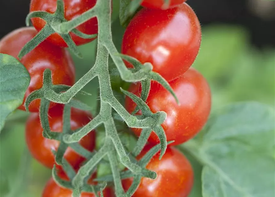 Pflaumen-Cherry-Tomate 'Dasher' (Mirado Red)