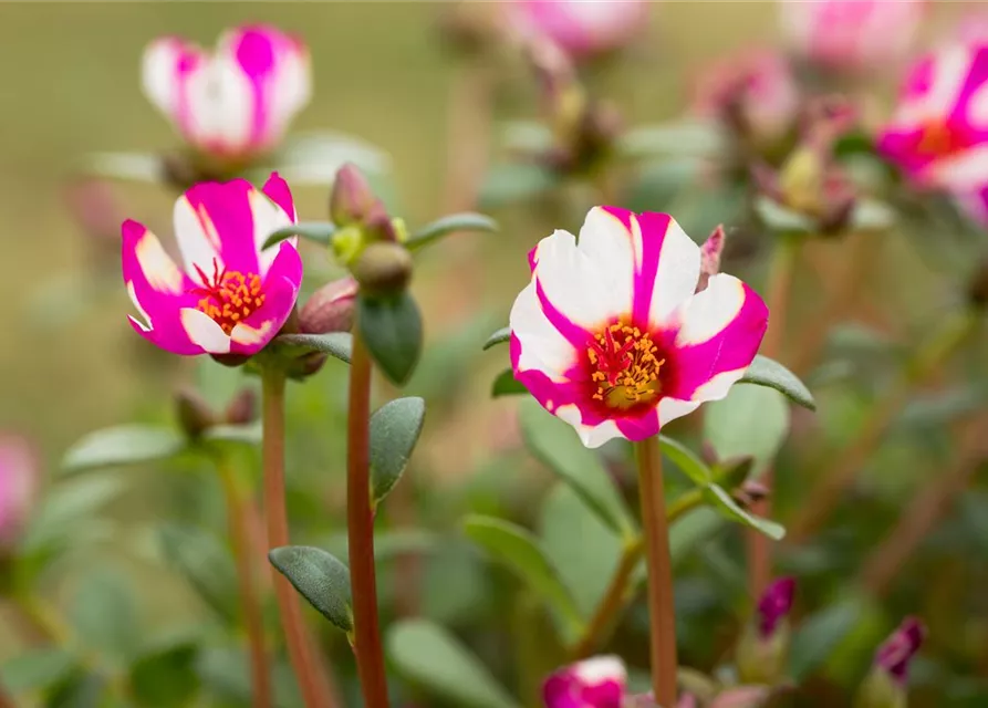 Portulak 'Purple Cross'