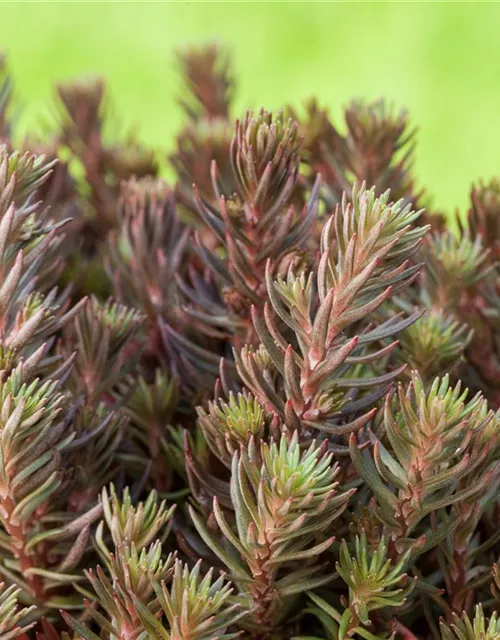 Sedum reflexum 'Chocolate Ball'