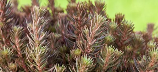 Sedum reflexum 'Chocolate Ball'