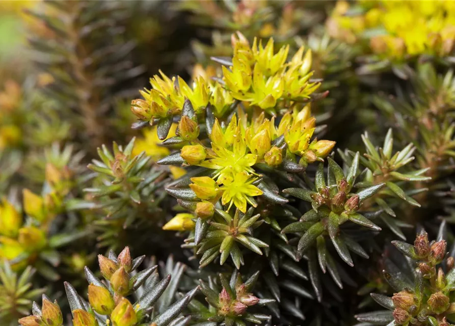 Sedum reflexum 'Chocolate Ball'