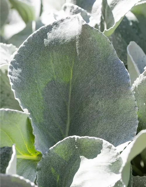 Senecio candidans 'Angel Wings' 