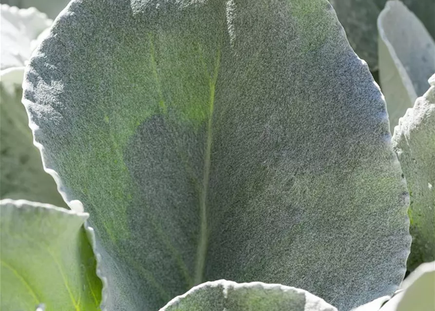 Senecio candidans 'Angel Wings' 