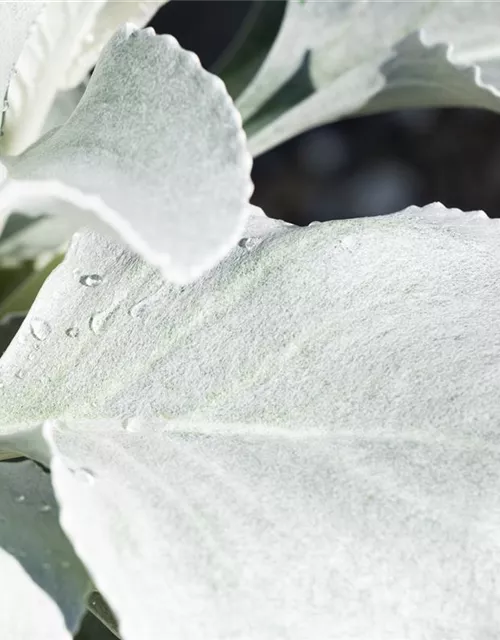 Senecio candidans 'Angel Wings' 