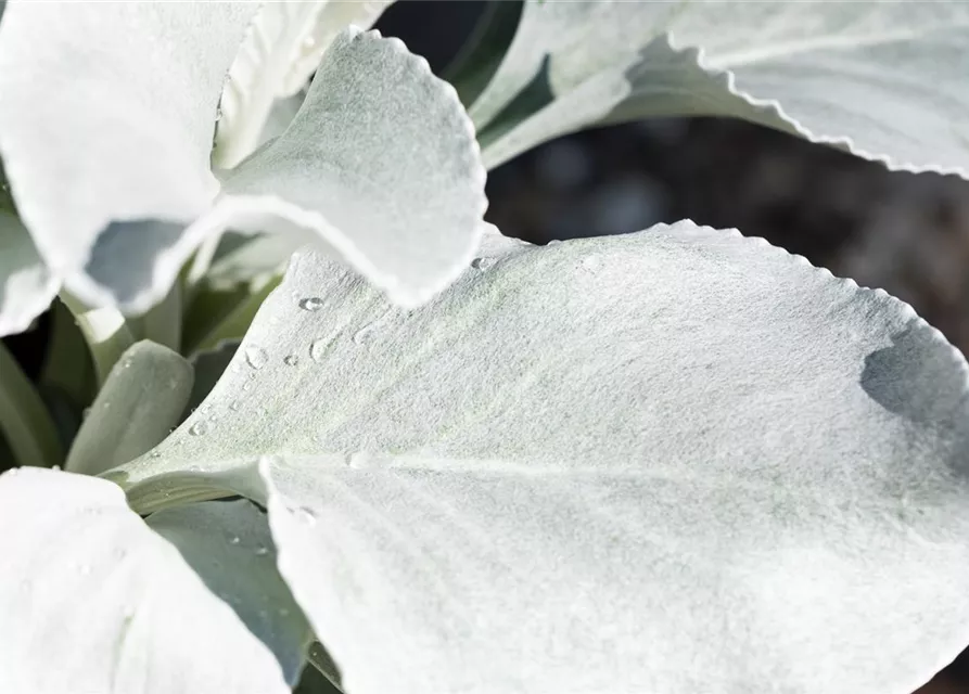 Senecio candidans 'Angel Wings' 