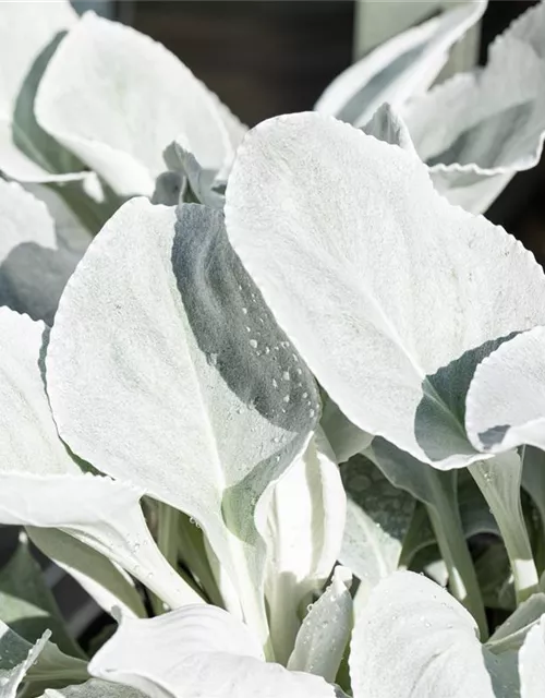 Senecio candidans 'Angel Wings' 