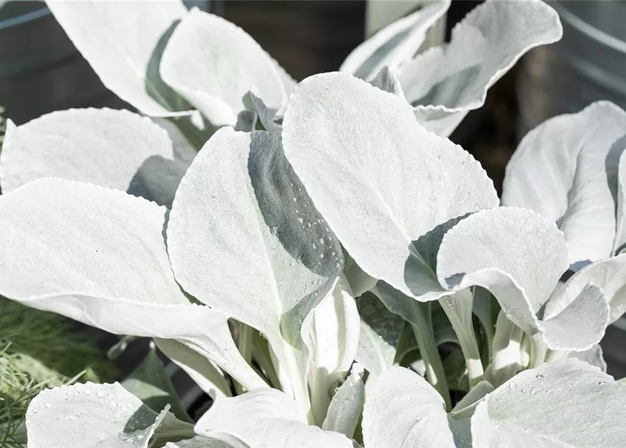 Senecio candidans 'Angel Wings' 