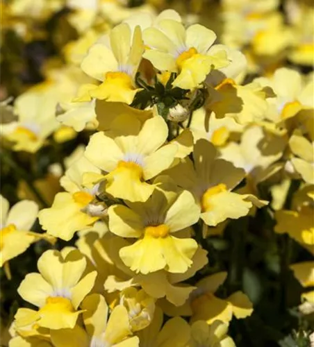 Nemesia 'Sunsatia', gelb