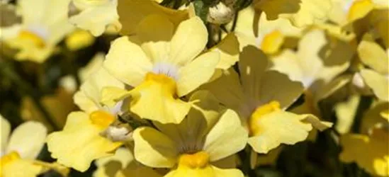 Nemesia 'Sunsatia', gelb