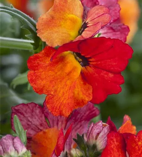 Nemesia 'Sunsatia', orange