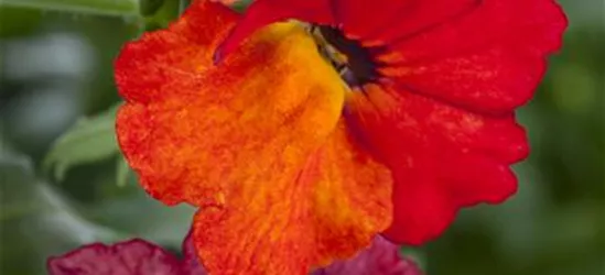 Nemesia 'Sunsatia', orange