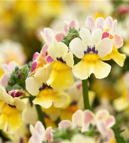 Nemesia 'Sunsatia', zitronengelb