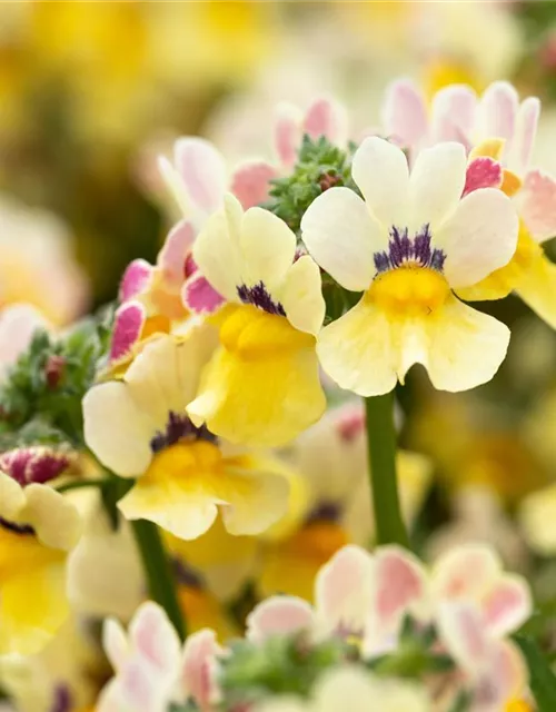 Nemesia 'Sunsatia', zitronengelb