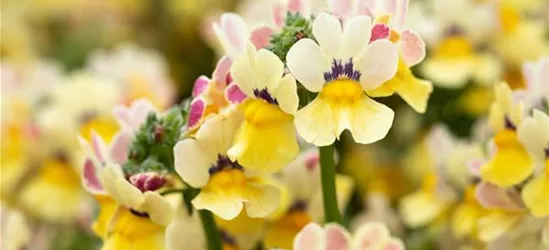 Nemesia 'Sunsatia', zitronengelb