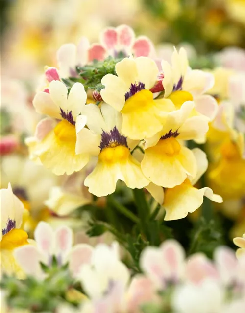 Nemesia 'Sunsatia', zitronengelb