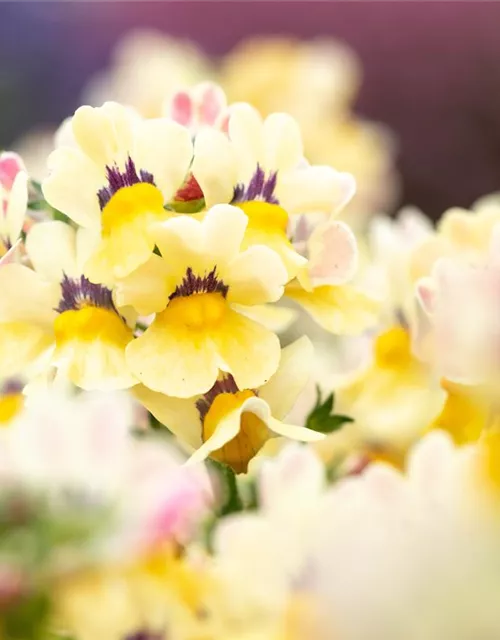 Nemesia 'Sunsatia', zitronengelb