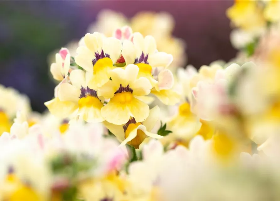 Nemesia 'Sunsatia', zitronengelb