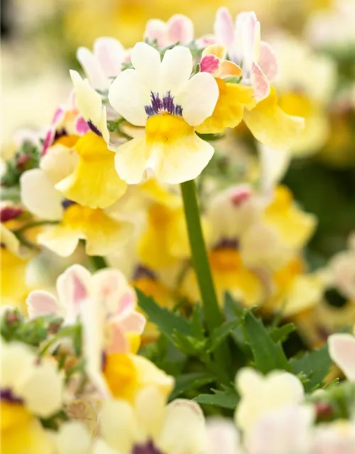 Nemesia 'Sunsatia', zitronengelb