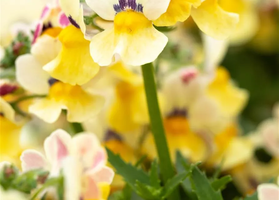 Nemesia 'Sunsatia', zitronengelb