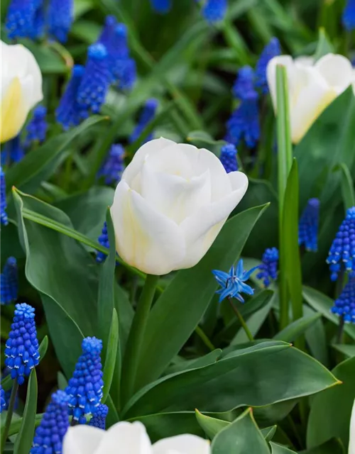 Tulpe 'Calgary'