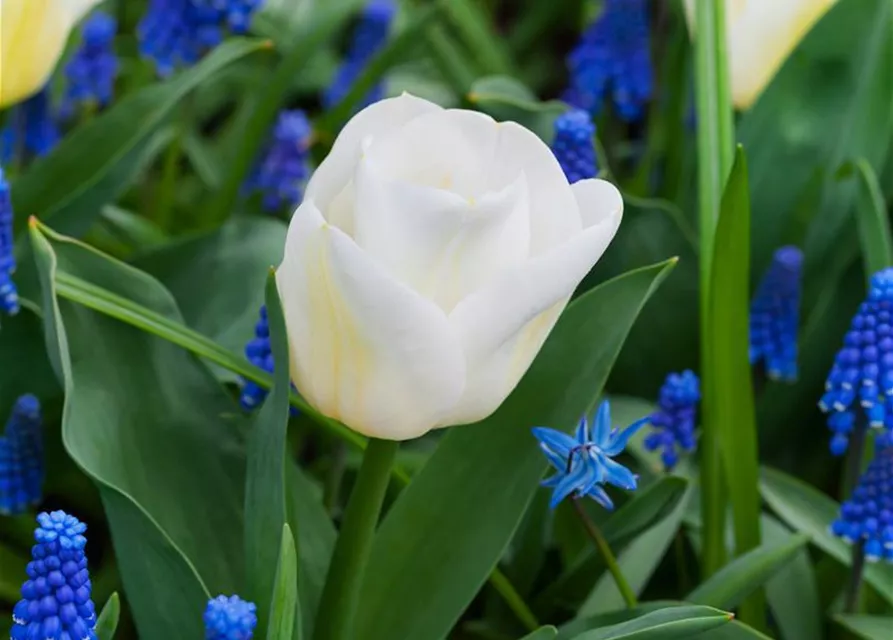 Tulpe 'Calgary'