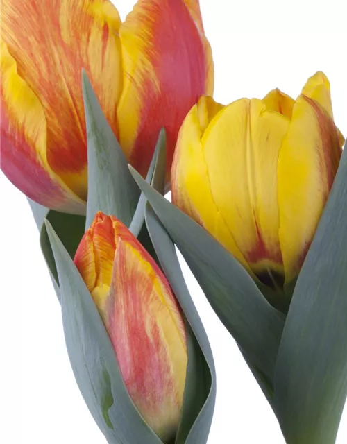 Tulpe 'Flair'