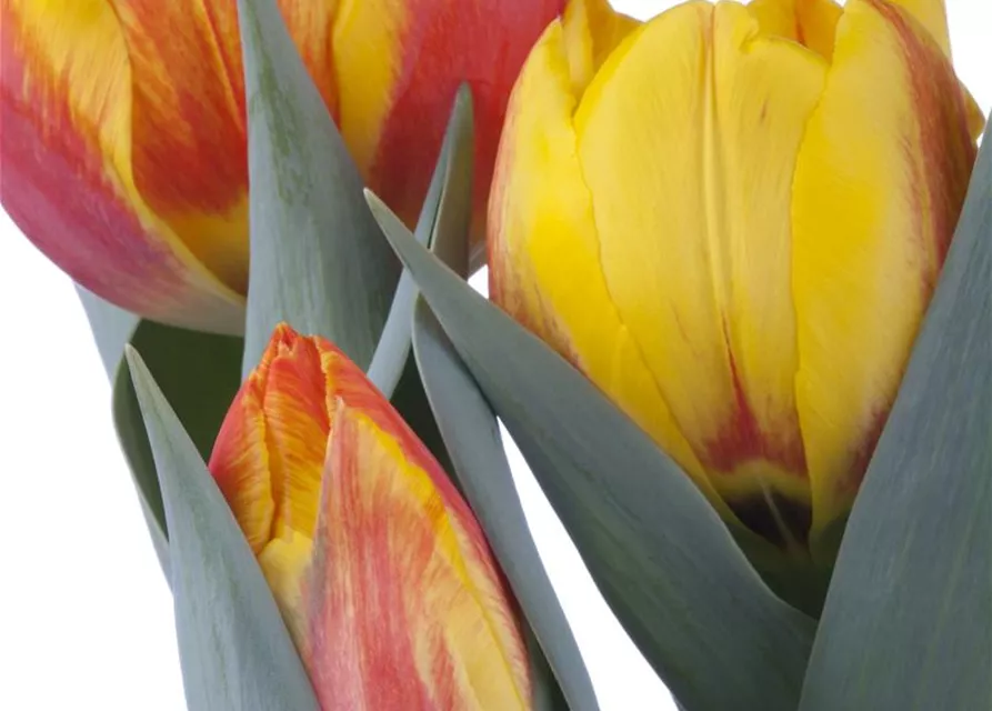 Tulpe 'Flair'