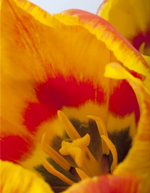 Tulpe 'Flair'