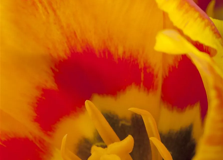 Tulpe 'Flair'