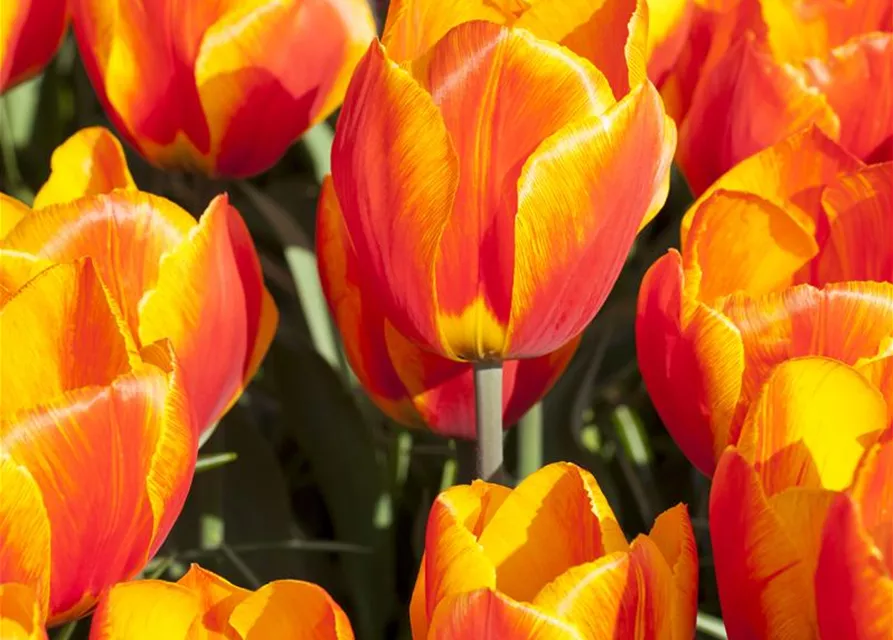 Tulpe 'Flair'