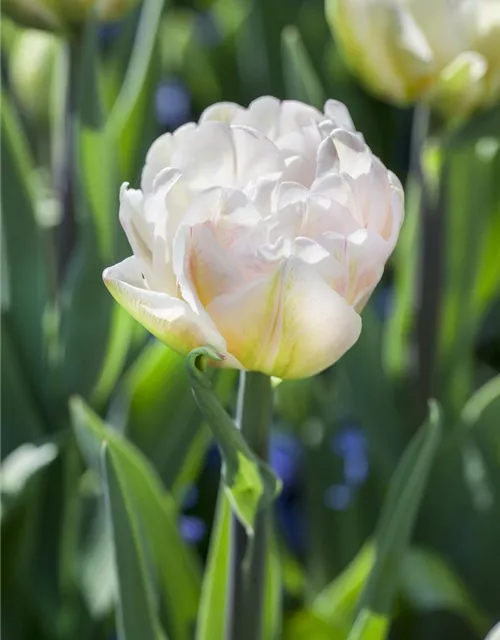 Tulpe 'Foxtrot'