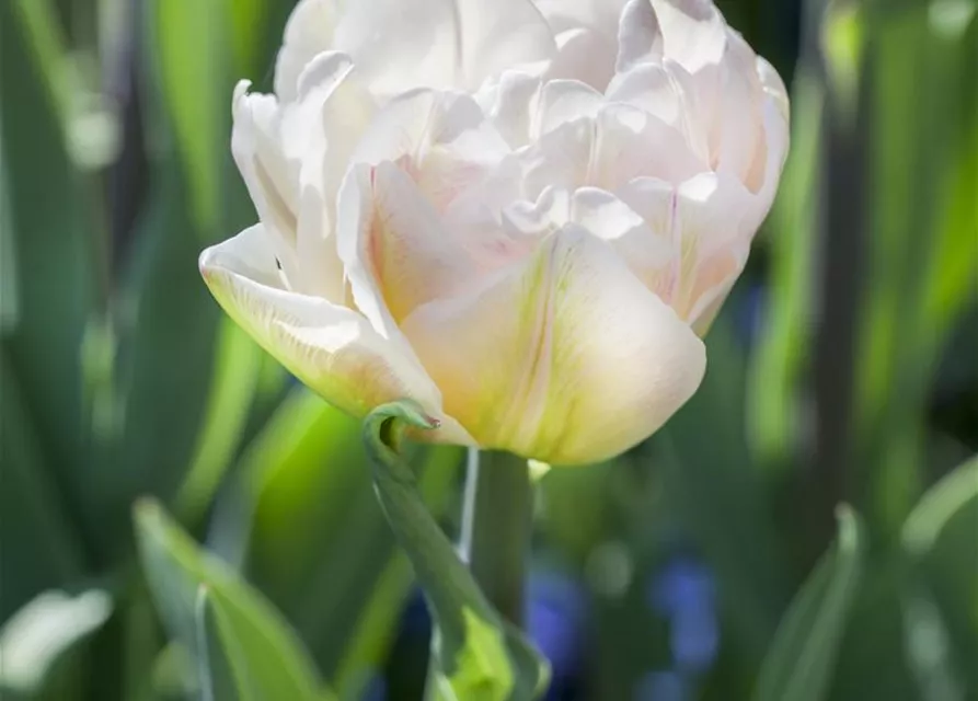 Tulpe 'Foxtrot'