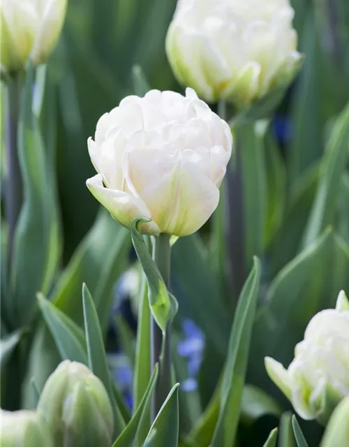 Tulpe 'Foxtrot'