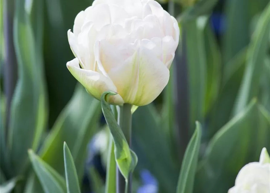 Tulpe 'Foxtrot'