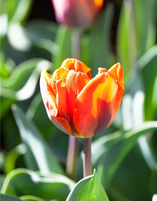 Tulpe 'Hermitage'