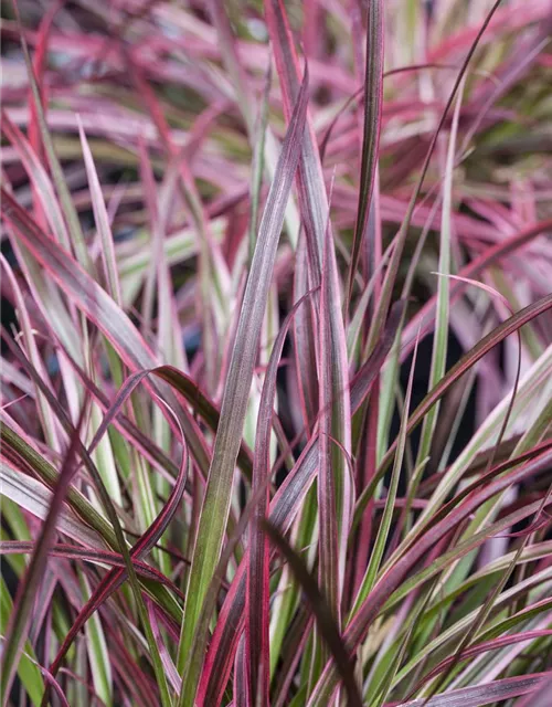 Pennisetum 'Fireworks'(s)