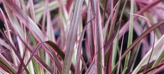 Pennisetum 'Fireworks'(s)