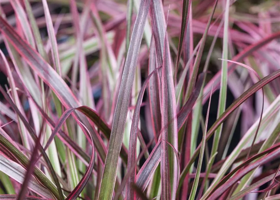 Pennisetum 'Fireworks'(s)