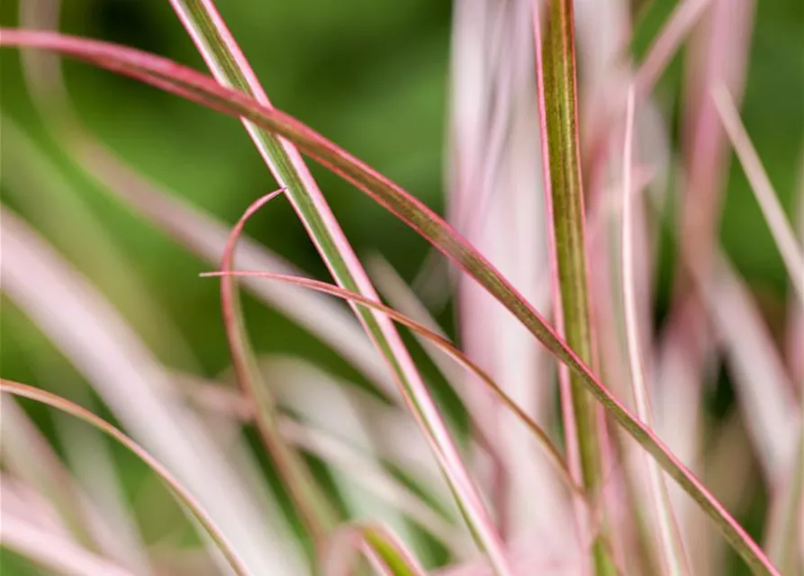 Pennisetum 'Fireworks'(s)