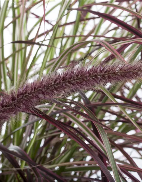 Pennisetum 'Fireworks'(s)