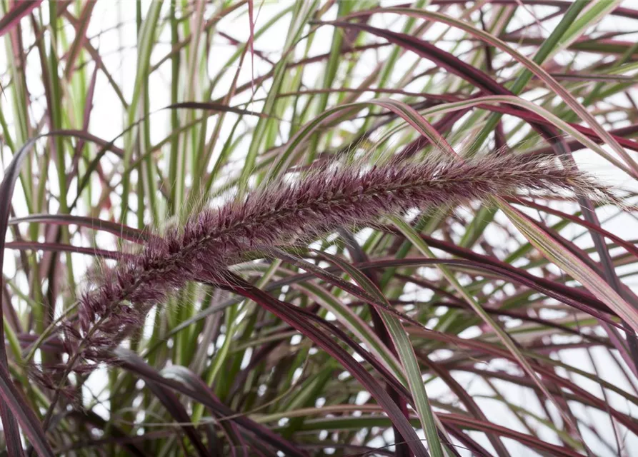 Pennisetum 'Fireworks'(s)