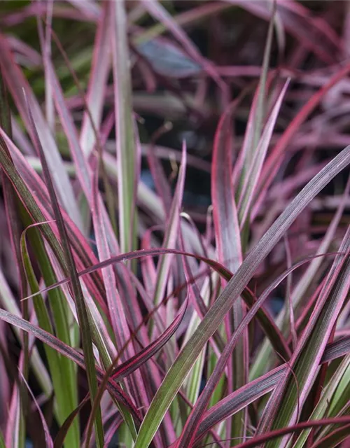 Pennisetum 'Fireworks'(s)