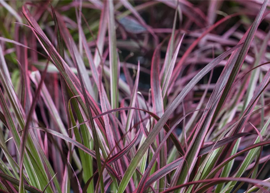 Pennisetum 'Fireworks'(s)